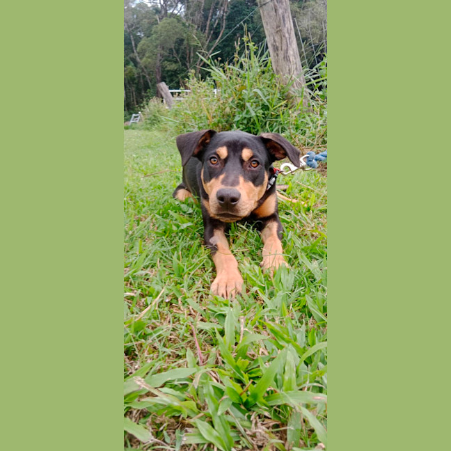 Photo of Whiskey