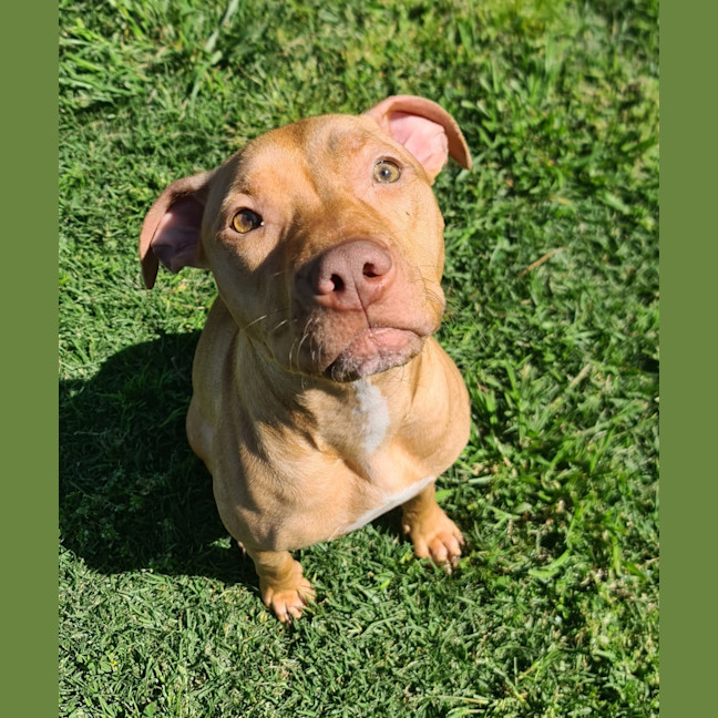 Photo of Ruby
