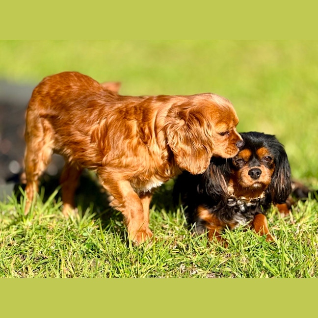 Photo of Scarlett & Scout