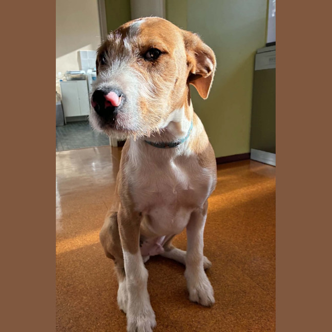 Photo of Sparky