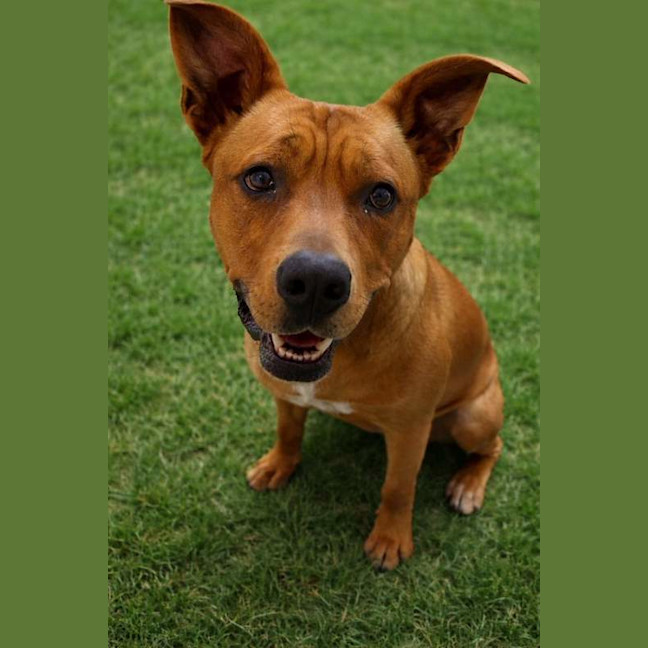 Photo of Red Dog