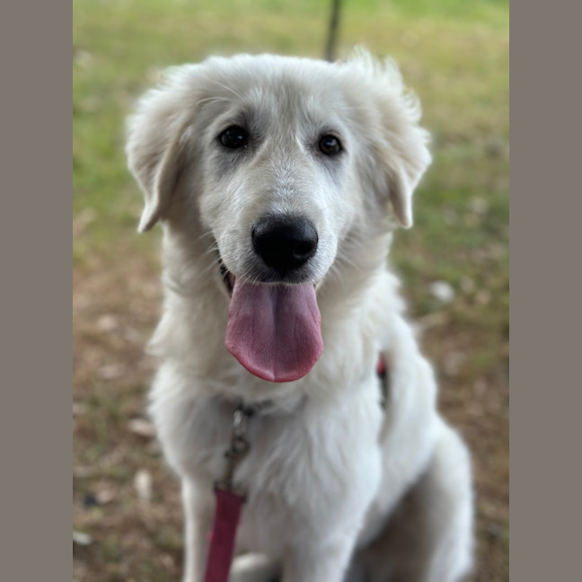 Photo of Bear