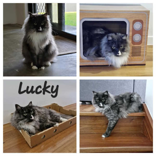 Photo of Lucky