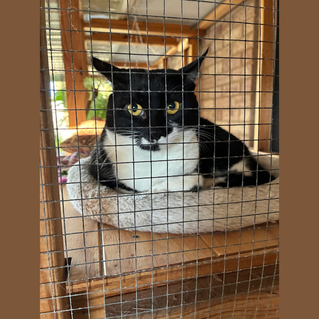 Photo of Baloo