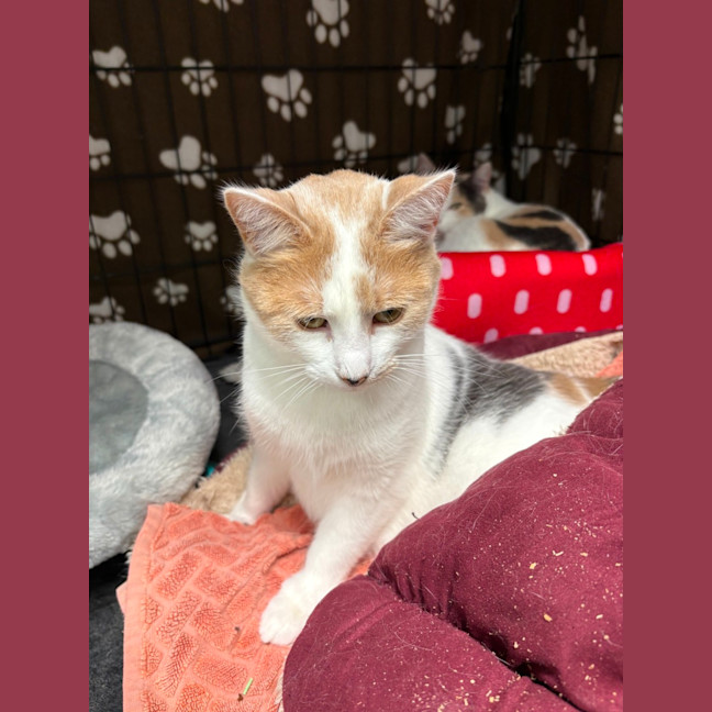Photo of Caramel 