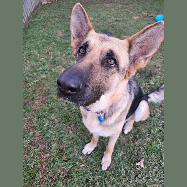 Photo of Luna