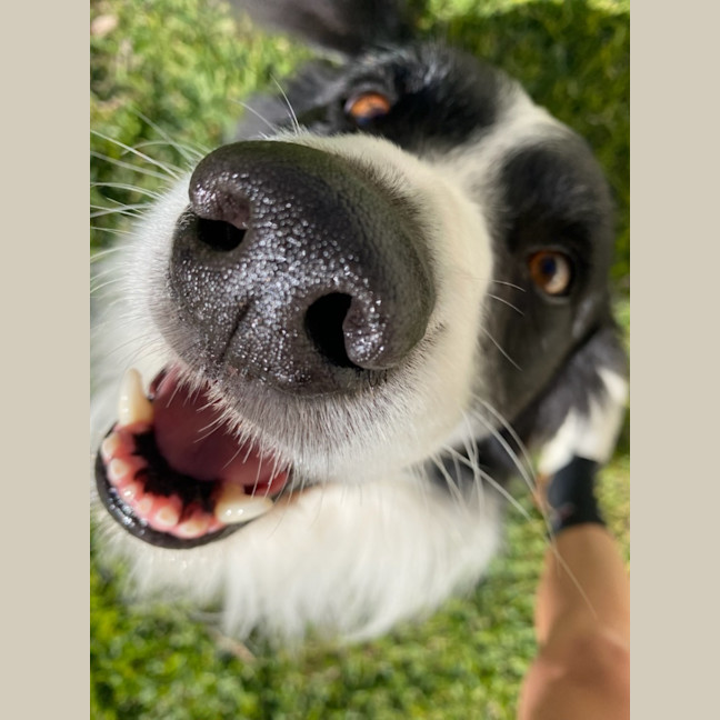 Photo of Grommit   7 Year Old Border Collie