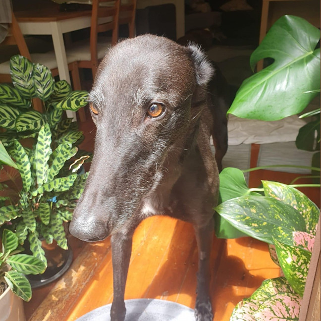 Photo of Mika The Greyhound