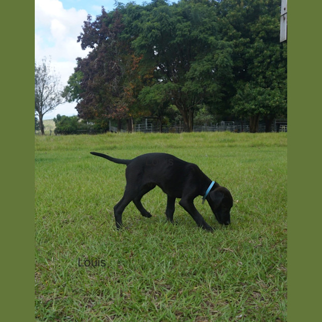 Photo of Louie