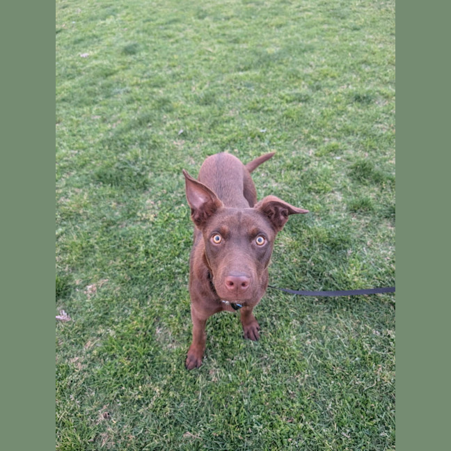 Photo of Boomer
