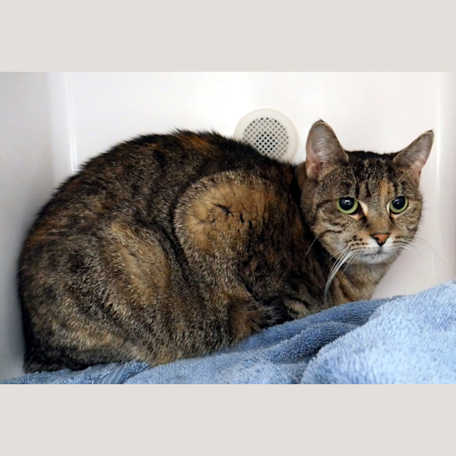 Photo of Muffin Sua013115