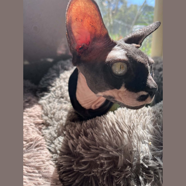 Photo of Rogue