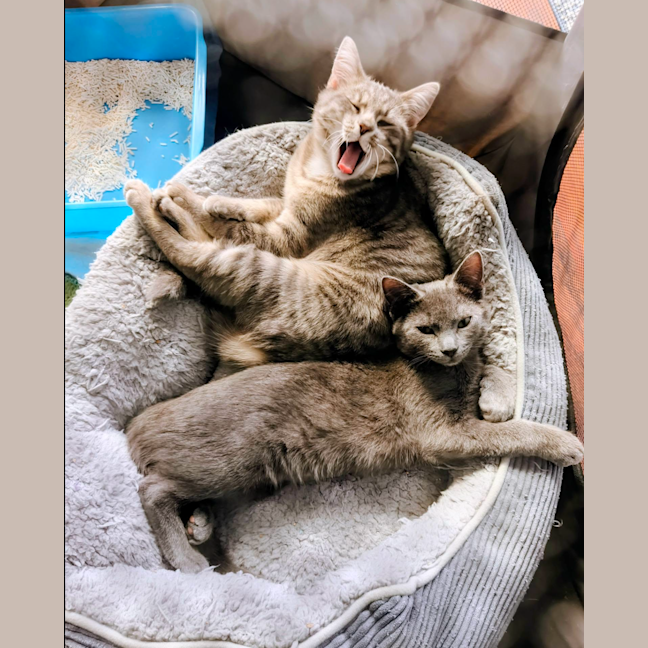 Photo of Mochi
