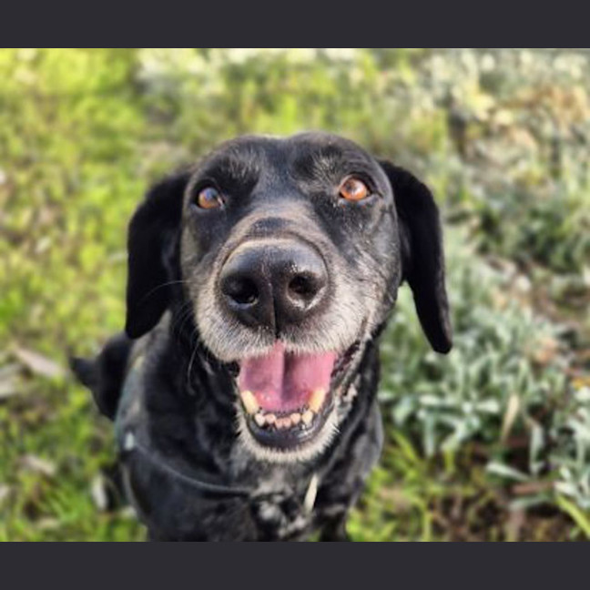 Photo of Luna