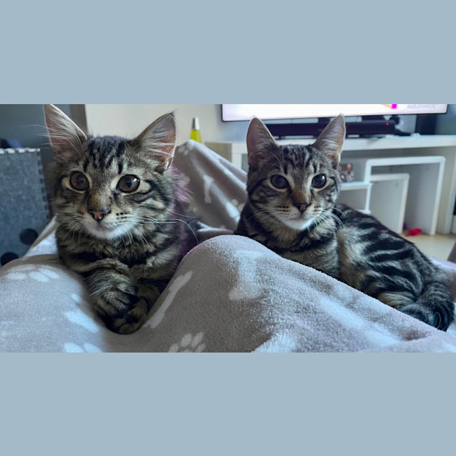 Photo of Sake And Soju