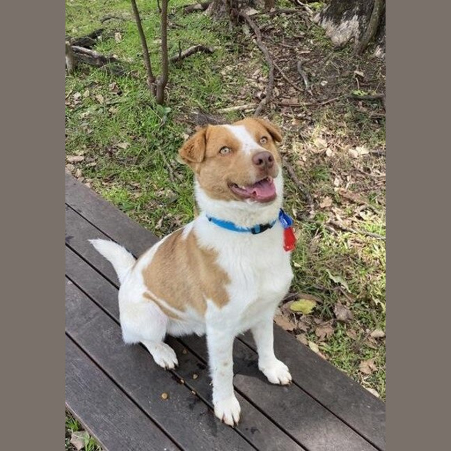 Photo of Buddy Nee Bear