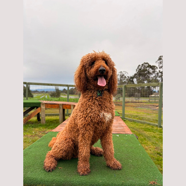 Photo of Wyatt