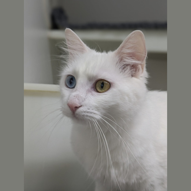 Photo of 🎀 Marie 5728 🎀