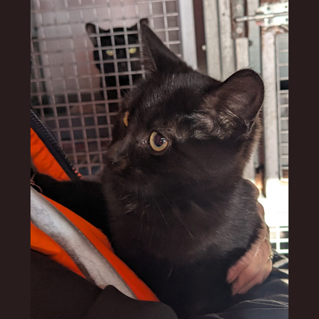 Photo of Mushroom Magee