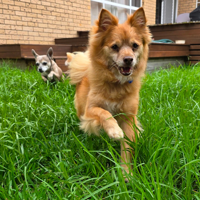 Photo of Louie   9 Year Old Pomeranian X