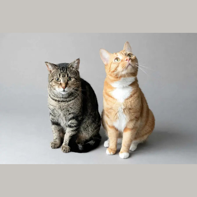 Photo of Kimchi & Bruno