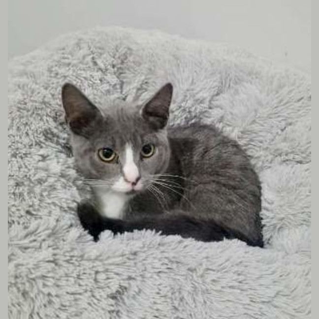 Photo of Percival