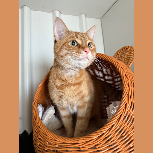 Photo of Ollie