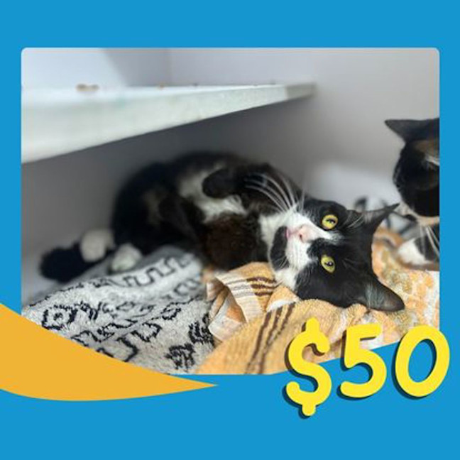 Photo of Duke Whiskerweight