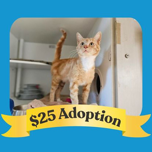 Photo of Ginger