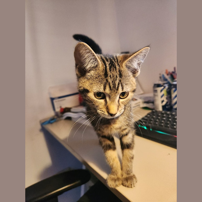 Photo of Misty