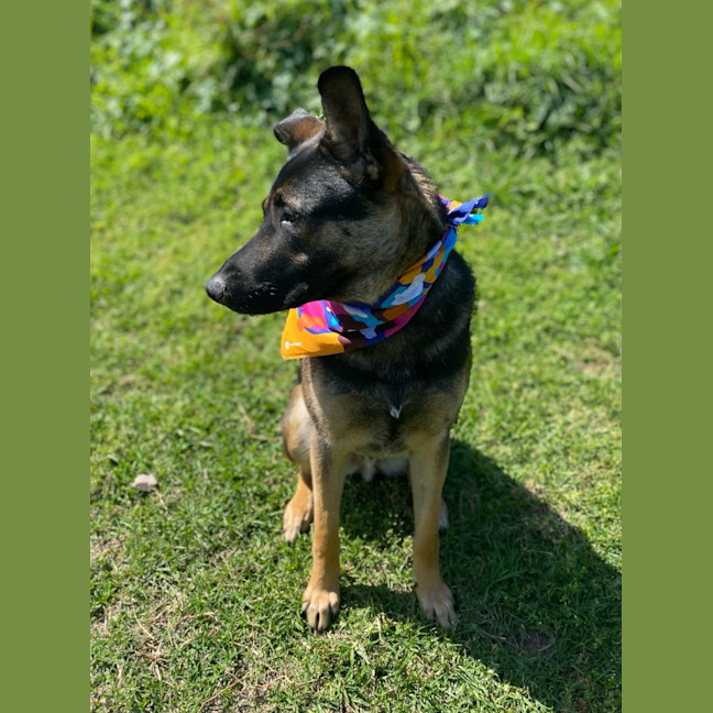 Photo of Jaeger   1 Year Old German Shepherd (Trial)