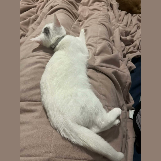 Photo of Lola   In Foster Care In Cranbourne