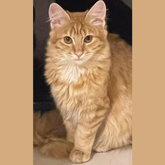 Photo of Willow (Fostered In Perth)