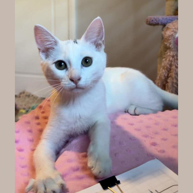 Photo of Marshmallow