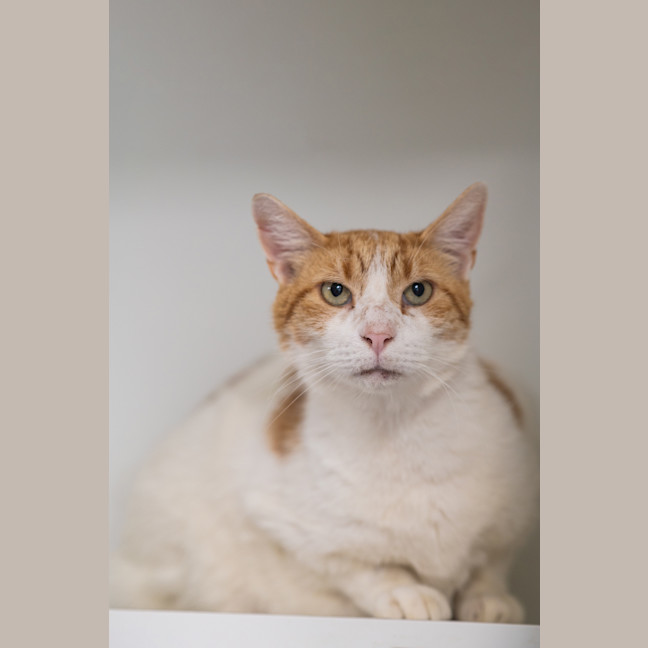 Photo of Chonky