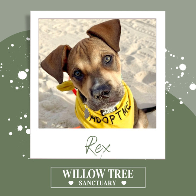 Photo of Rex