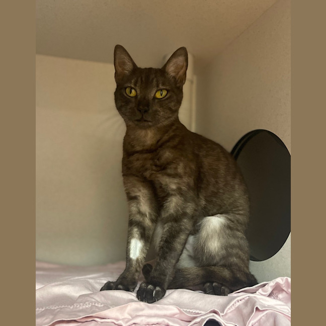 Photo of Kali