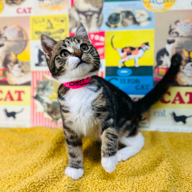 Photo of Strawberry   Located In Preston 