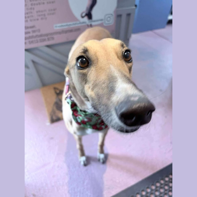 Photo of Cindy Lou Who