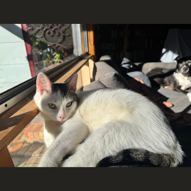 Photo of Junipurr