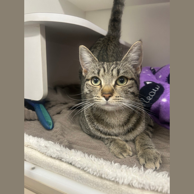 Photo of Olive