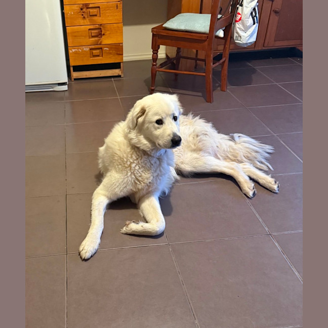 Photo of Lyra