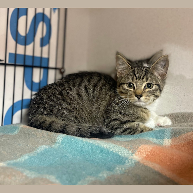Photo of Oliver