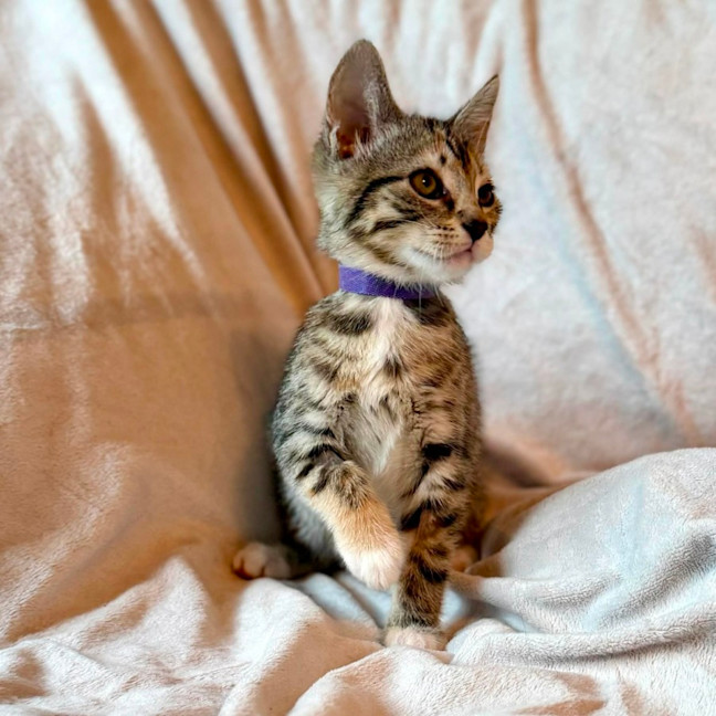 Photo of Lamington   In Foster Care In Bentleigh East