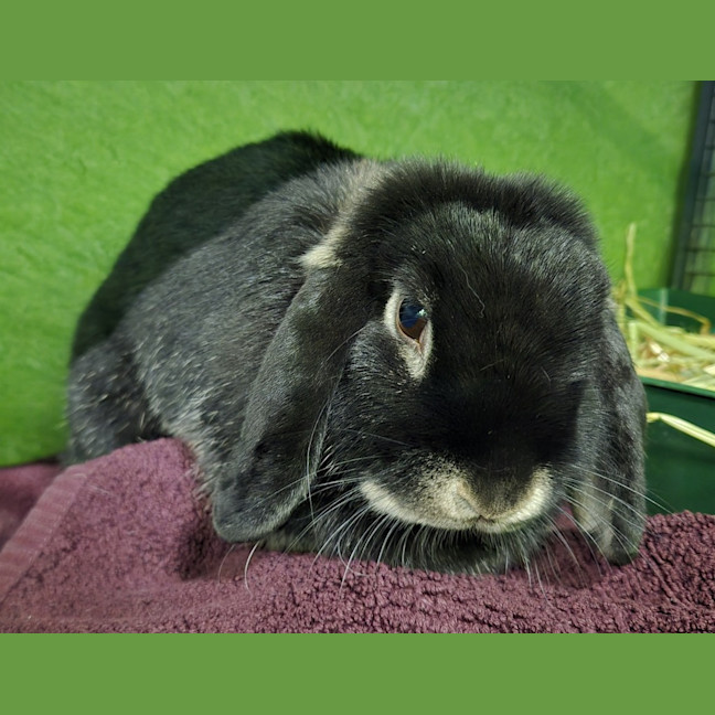 Photo of Oreo