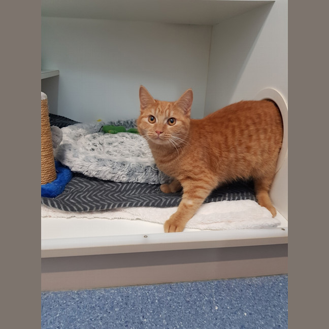Photo of Buttercup