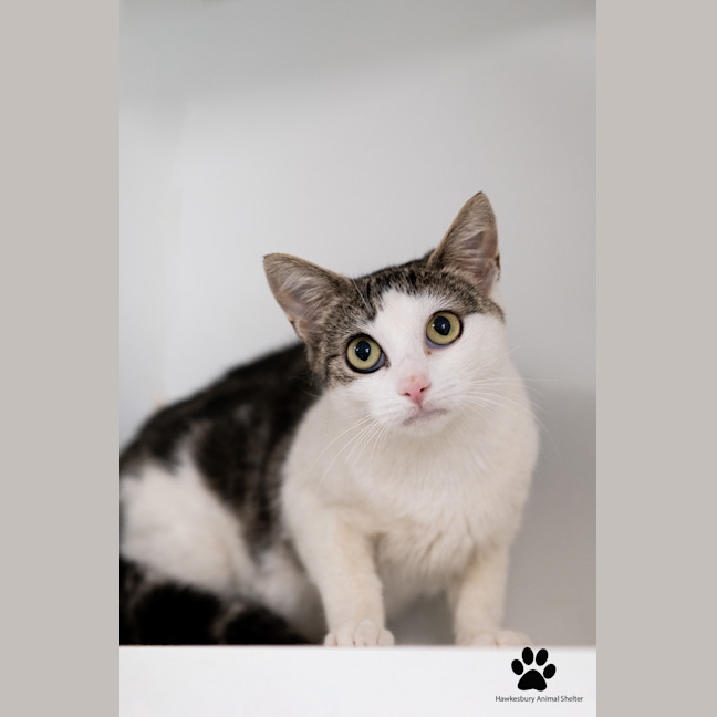 Photo of Artemis 