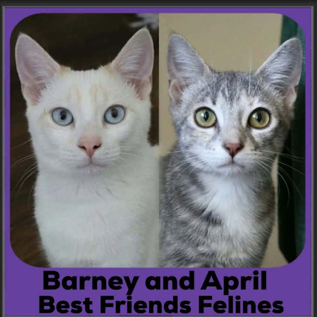 Photo of Barney And April 