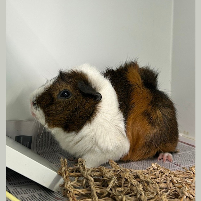 Photo of Cinnamon