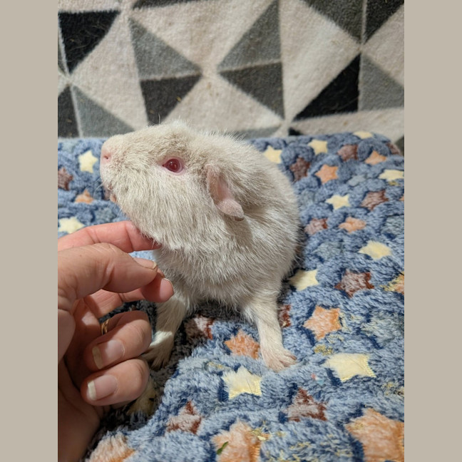 Photo of Gibbs